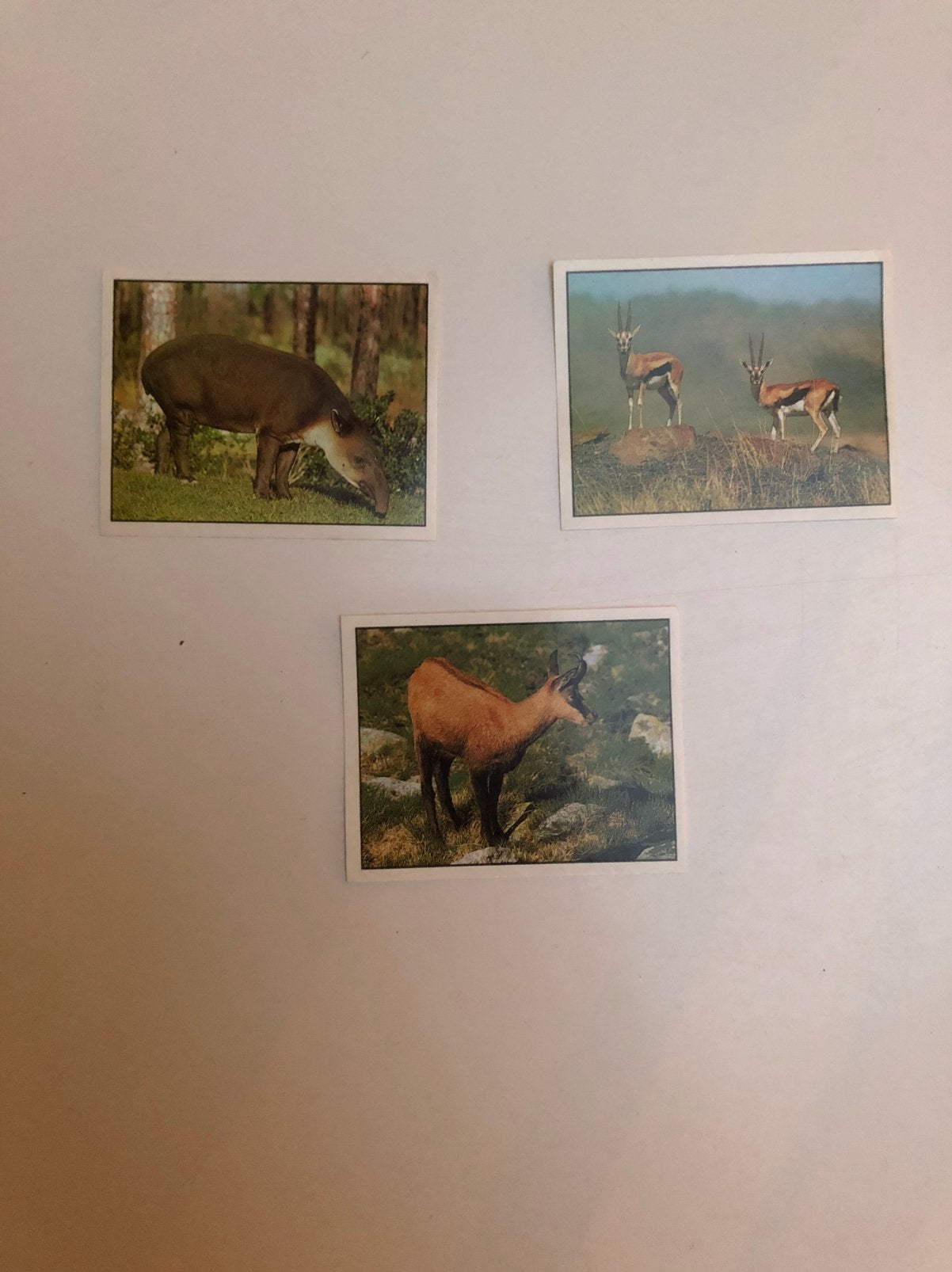 Panini stickers- reeks Animals of the world, Verzamelen, Ophalen of Verzenden, Nieuw, Dier en Natuur