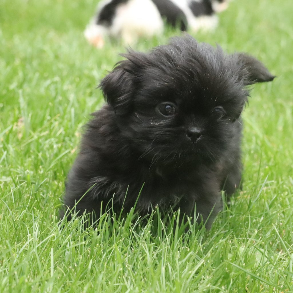 Shih Tzu, Dieren en Toebehoren, België, CDV (hondenziekte), 8 tot 15 weken, Teef