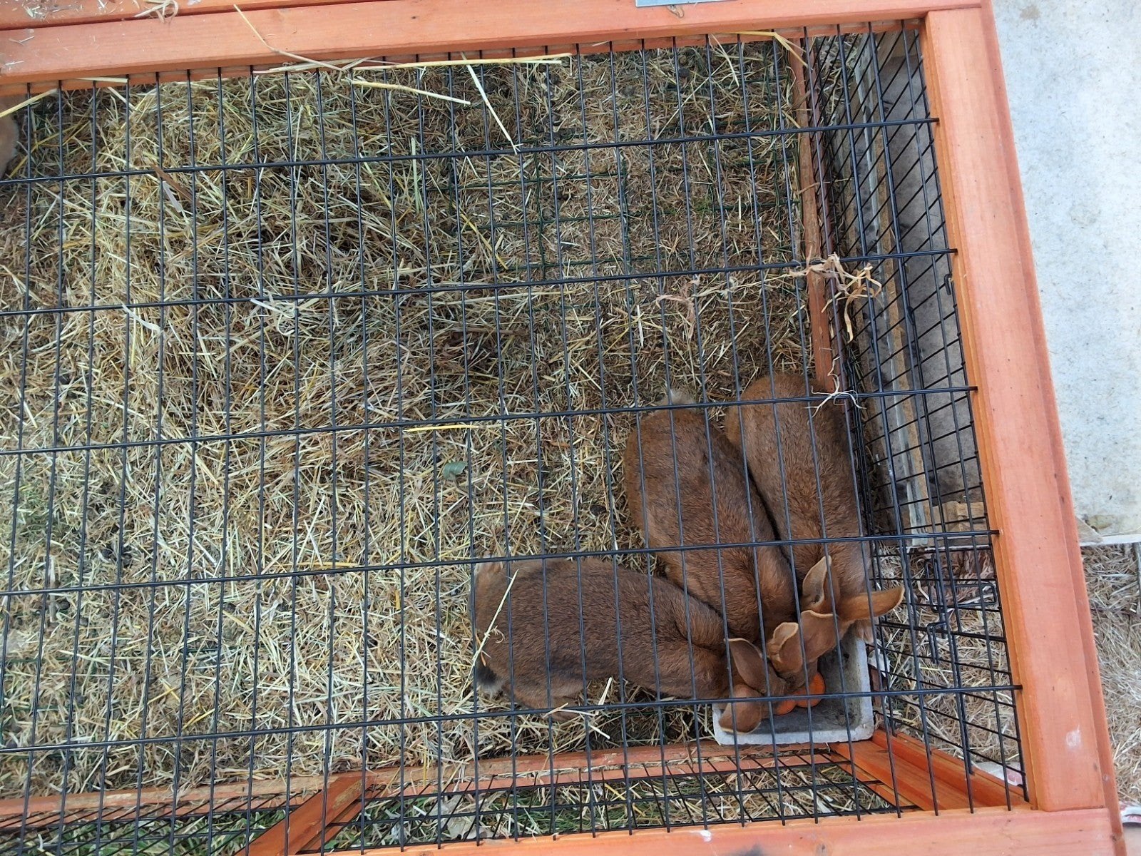 jonge konijnen te koop (gevaccineerd), Plusieurs animaux, Grand, 0 à 2 ans