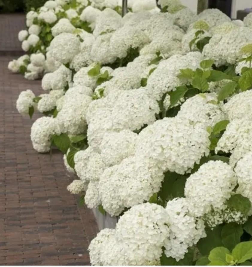 annabelle hortensia, Tuin en Terras, Ophalen