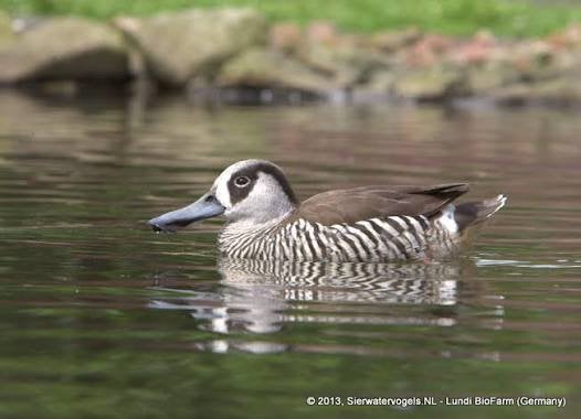 Roze oor eend, Dieren en Toebehoren, Vogels | Overige Vogels