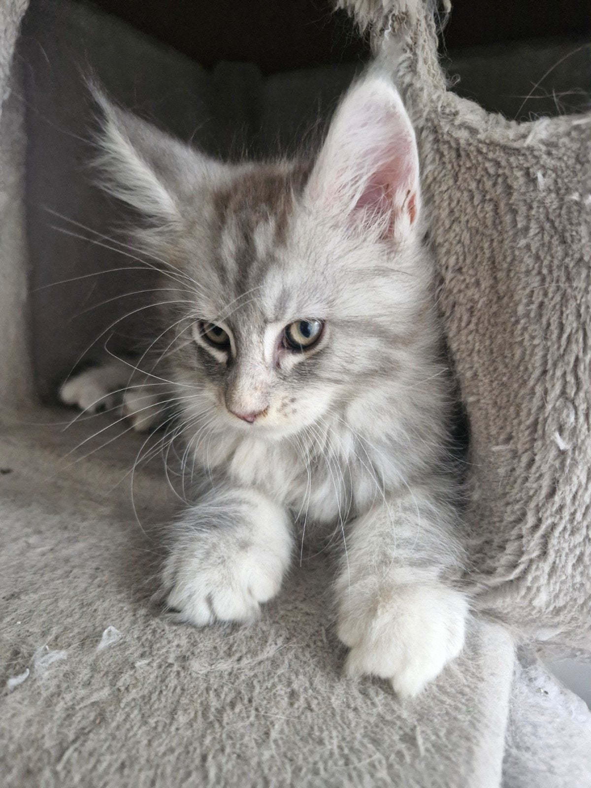 Maine coon