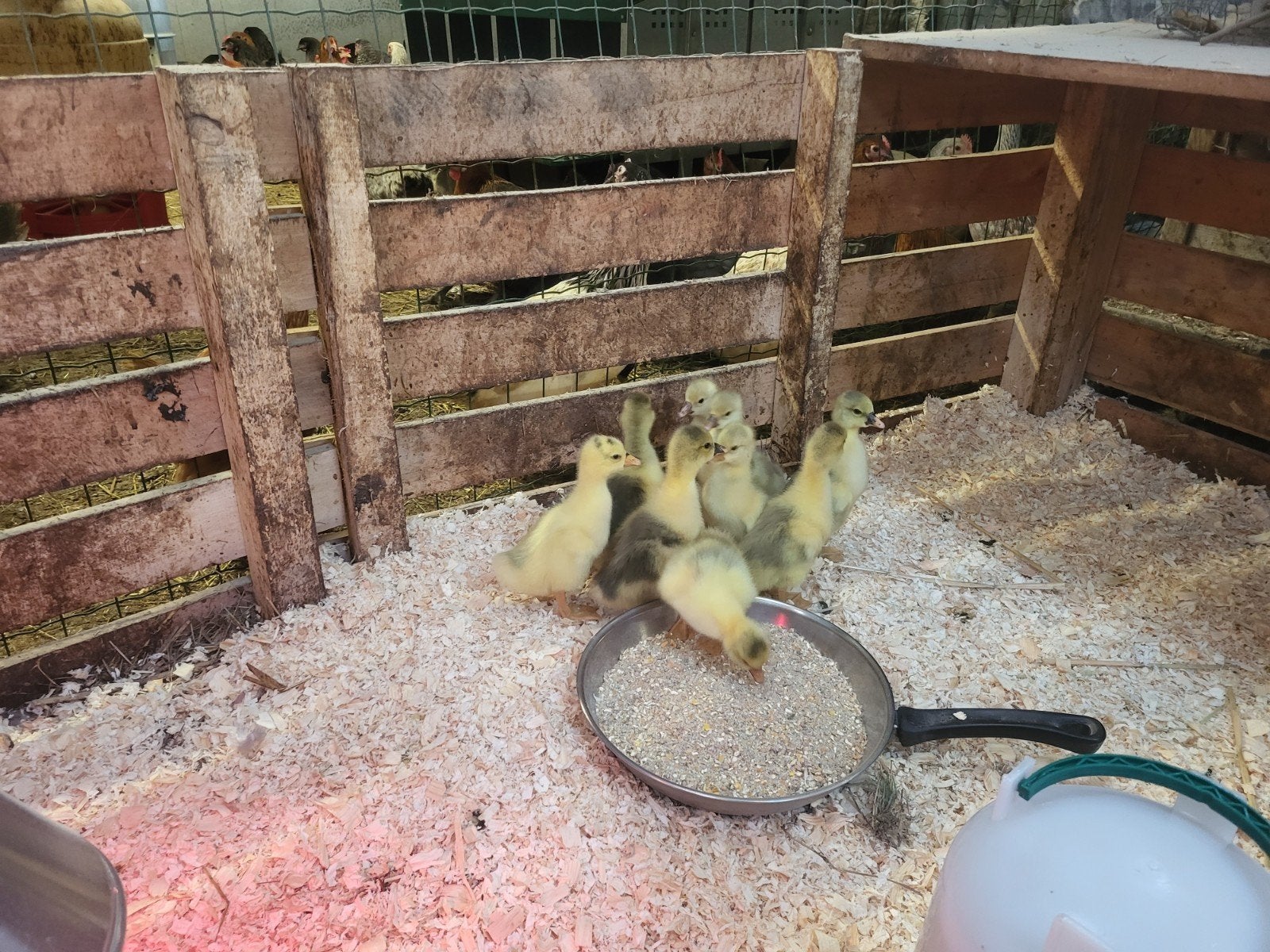 Poussins d'oies, Sexe inconnu, Oie ou Cygne