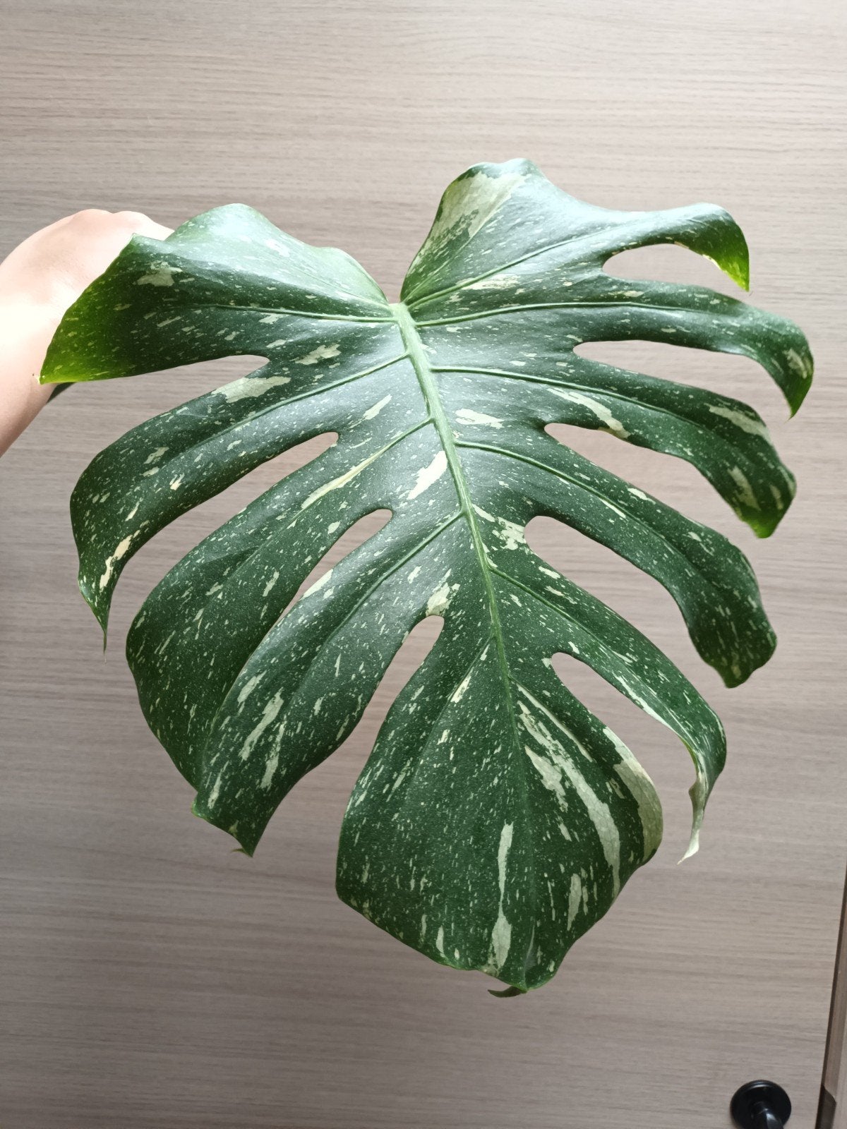 Monstera thai constellation, Maison & Meubles, Enlèvement ou Envoi