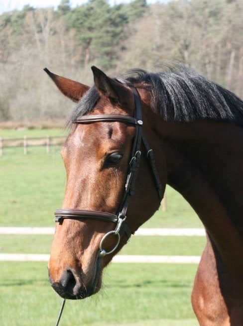Ruin met veel kwaliteit op de sprong, 6Y, Hongre, L, 160 à 165 cm, Cheval de saut