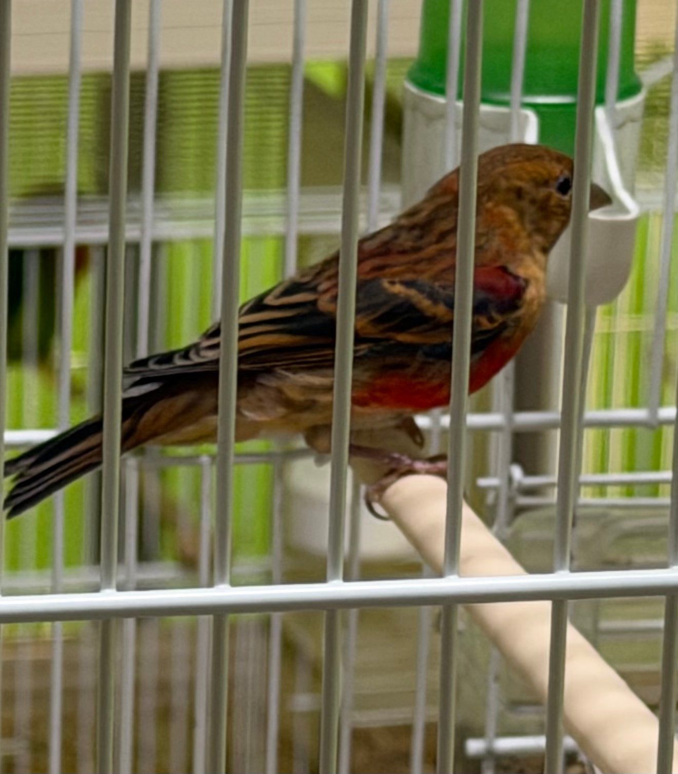 Bastaard vogels 2026 Geringd, Plusieurs animaux, Oiseau chanteur sauvage, Bagué