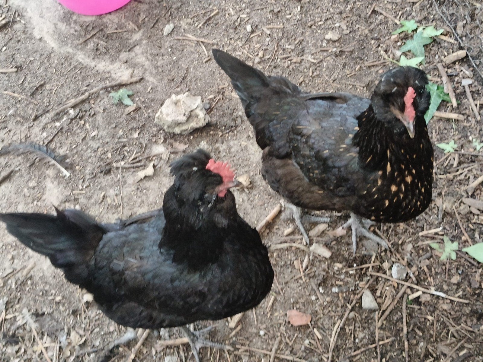 Poulets à vendre, Femelle, Poule ou poulet