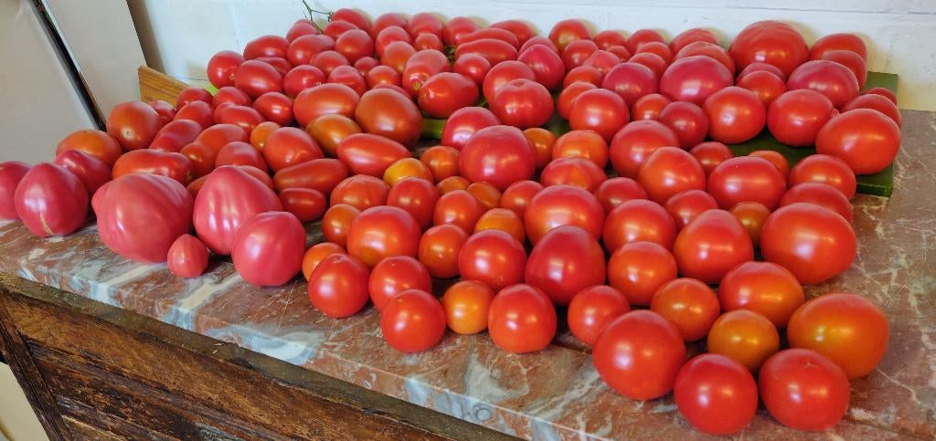 Nouveaux plants de tomates, Enlèvement