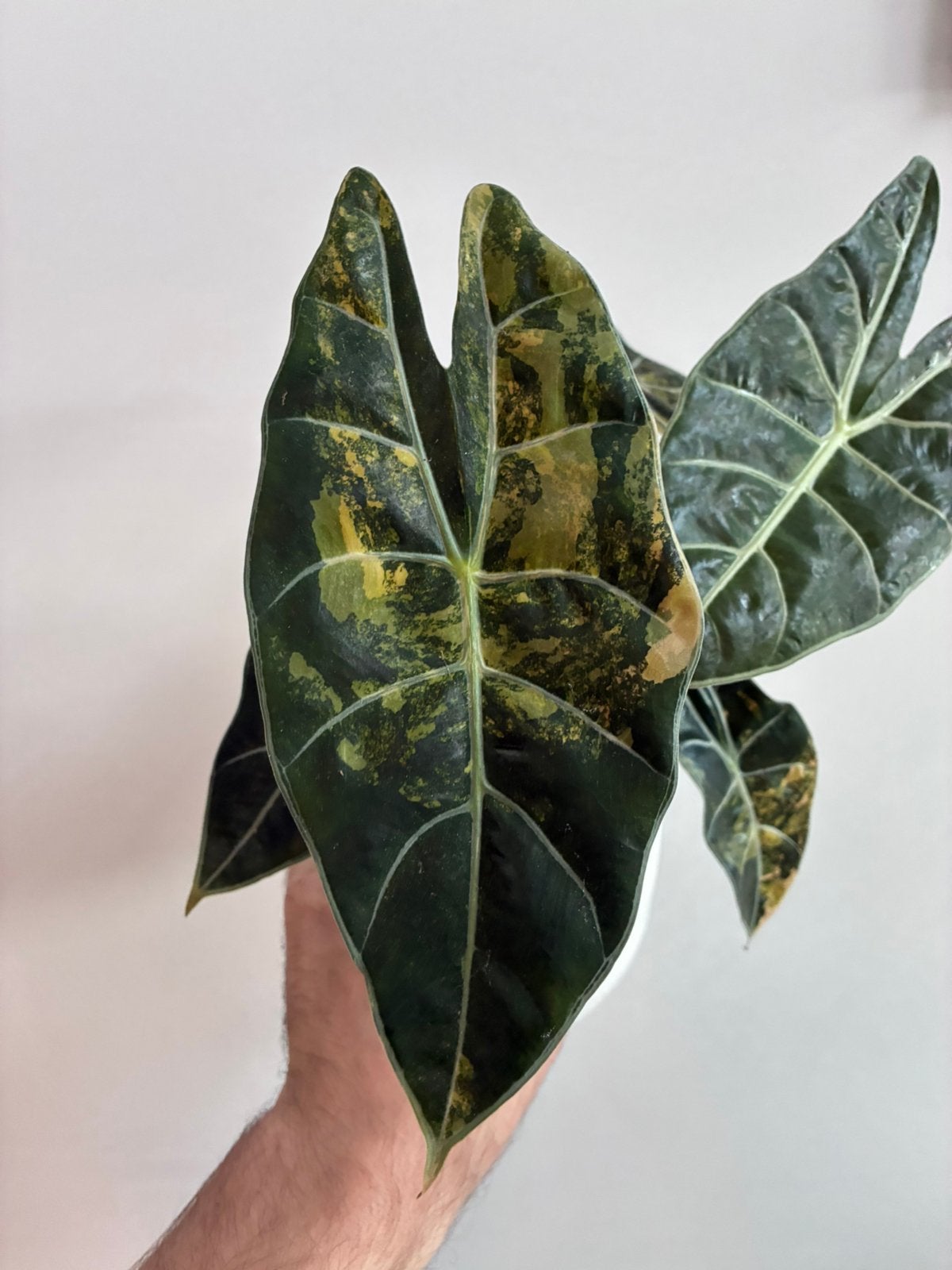 Alocasia dragon tooth variegated corm, Maison & Meubles, Enlèvement