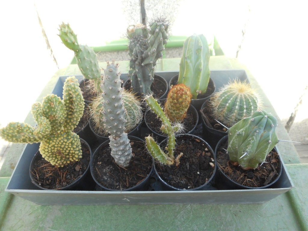Planten, Tuin en Terras, Ophalen of Verzenden, Vaste plant, Overige soorten, Volle zon