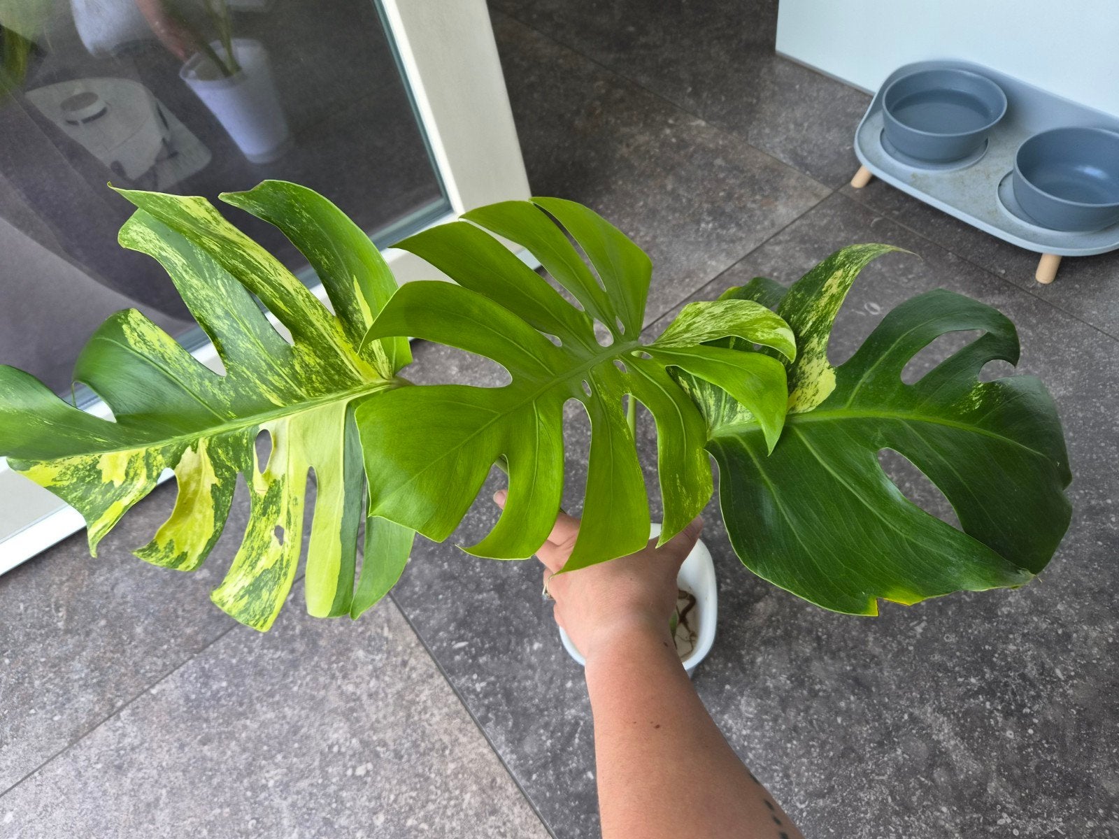 Monstera Aurea, Enlèvement ou Envoi