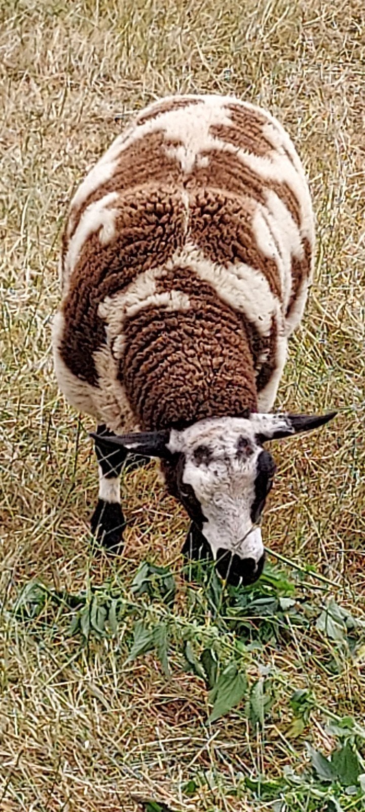 Baggerbonte bok, Dieren en Toebehoren, Schapen, Geiten en Varkens, Mannelijk, Schaap, 0 tot 2 jaar
