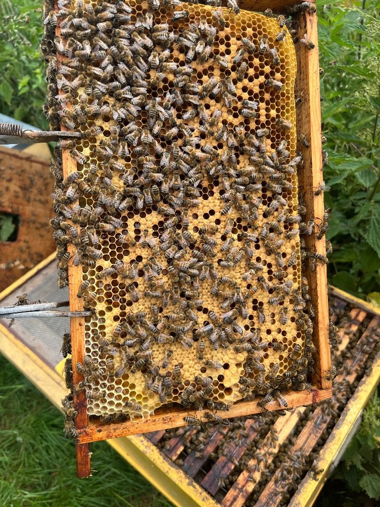 Bijenvolk op 6 ramen, Dieren en Toebehoren, Bijen