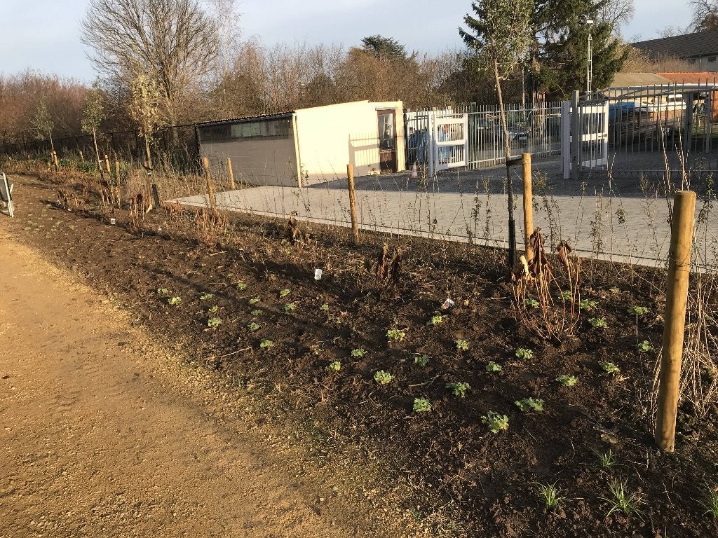 Tuinman, tuinonderhoud, Entretien de jardins ou Taille
