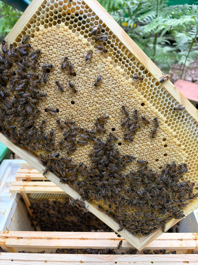 6 ramer simplex te koop, Dieren en Toebehoren