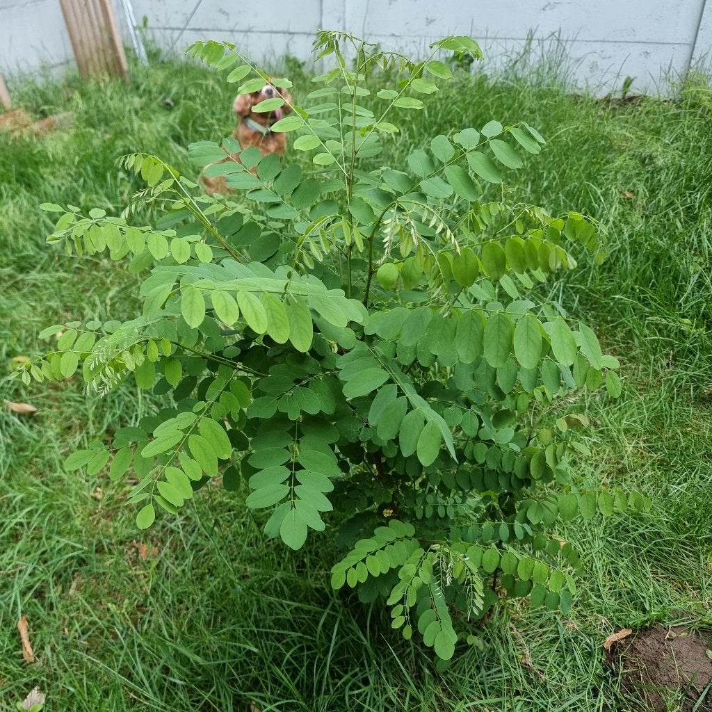 Erwtenboompje / Caragana arborescens, ZELF UITGAVEN, Jardin & Terrasse, Enlèvement, Autres espèces, Moins de 100 cm