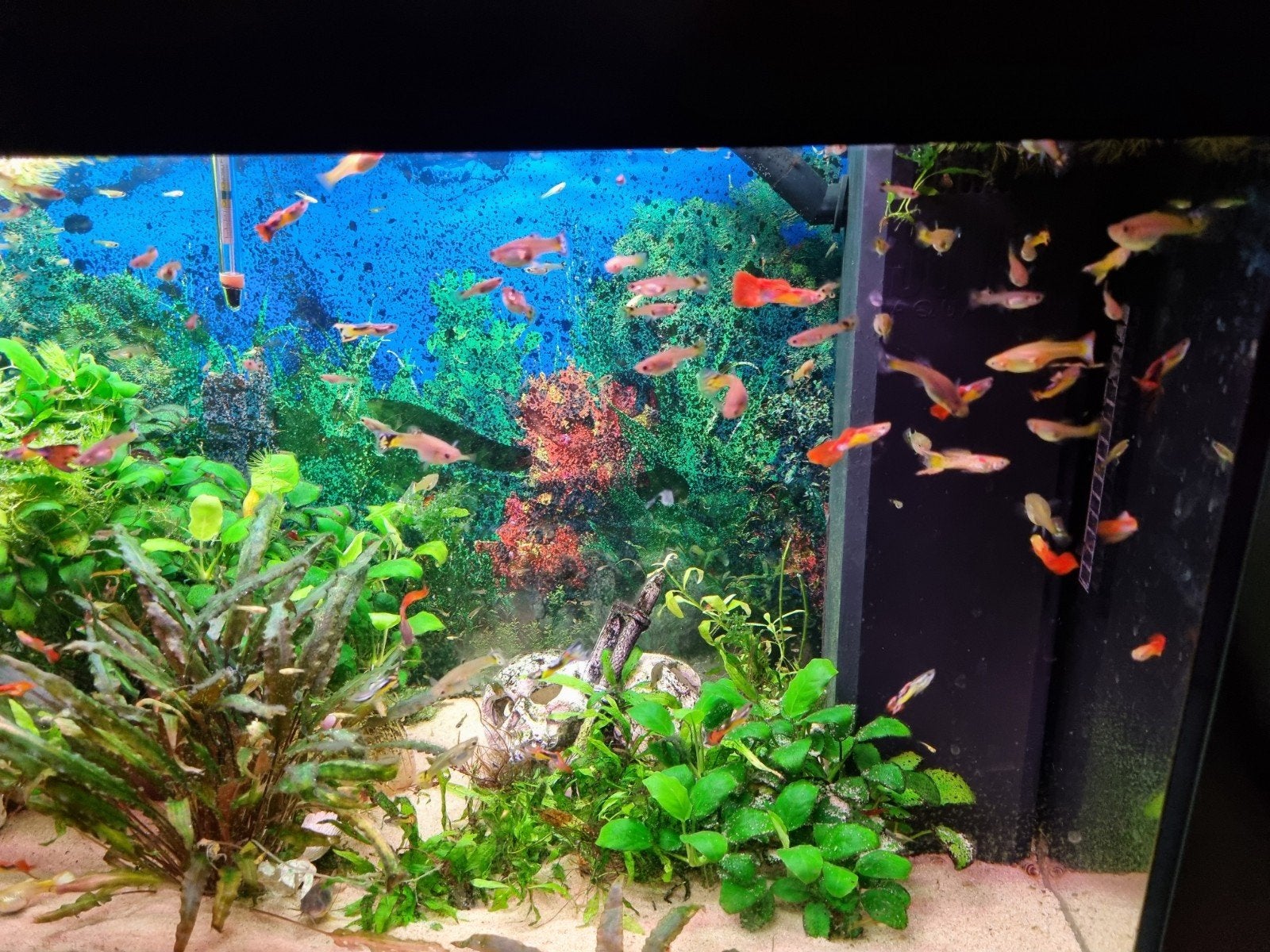 Guppy's, Dieren en Toebehoren, Vissen | Aquariumvissen