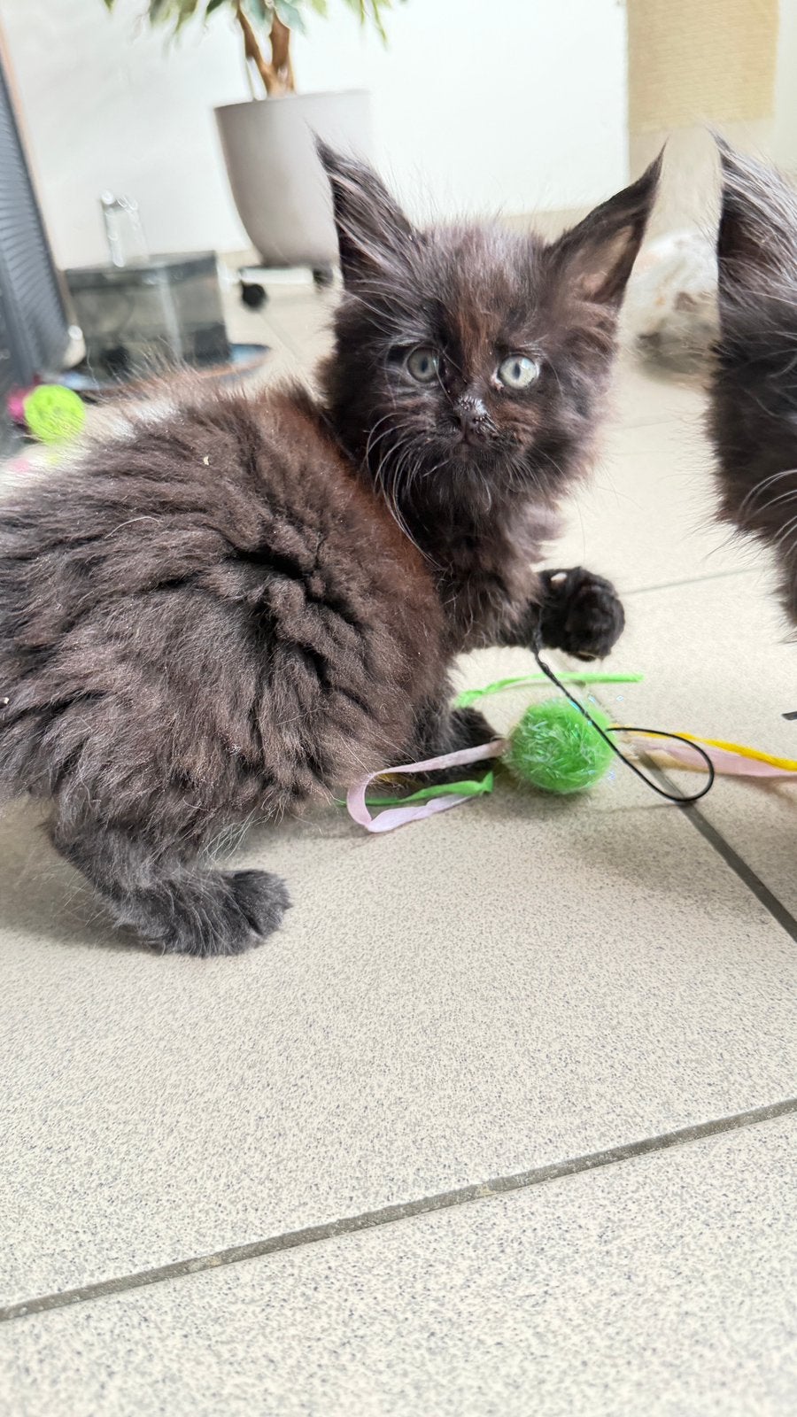 Prachtige Maine coon kittens, Chatte ou Chat, Vermifugé, 0 à 2 ans