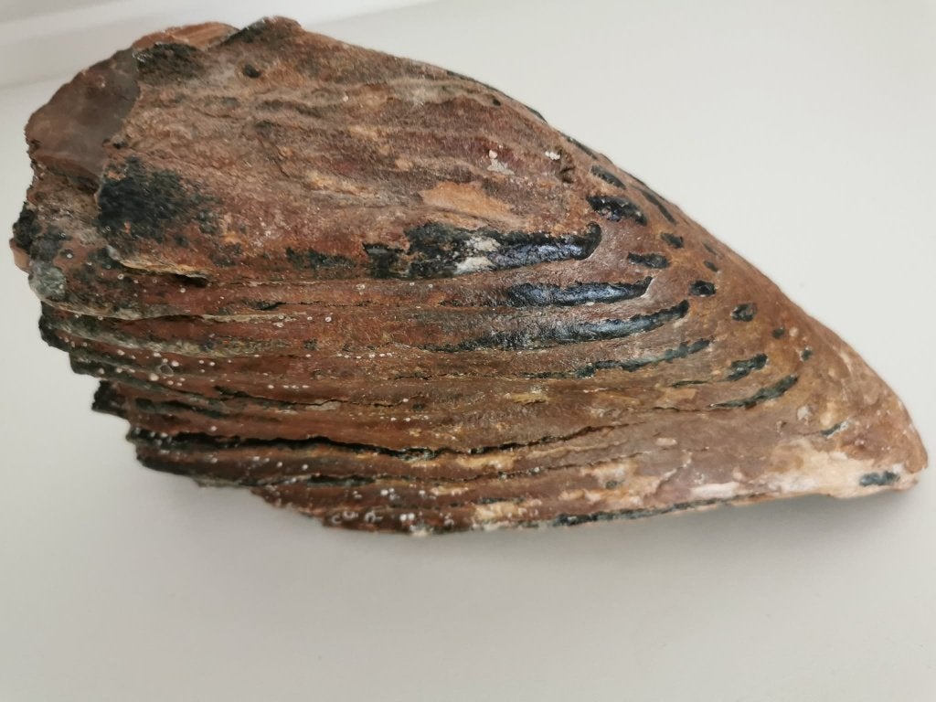 Fossiele mammoetkies ruim 2kg, Verzamelen, Ophalen of Verzenden, Fossiel