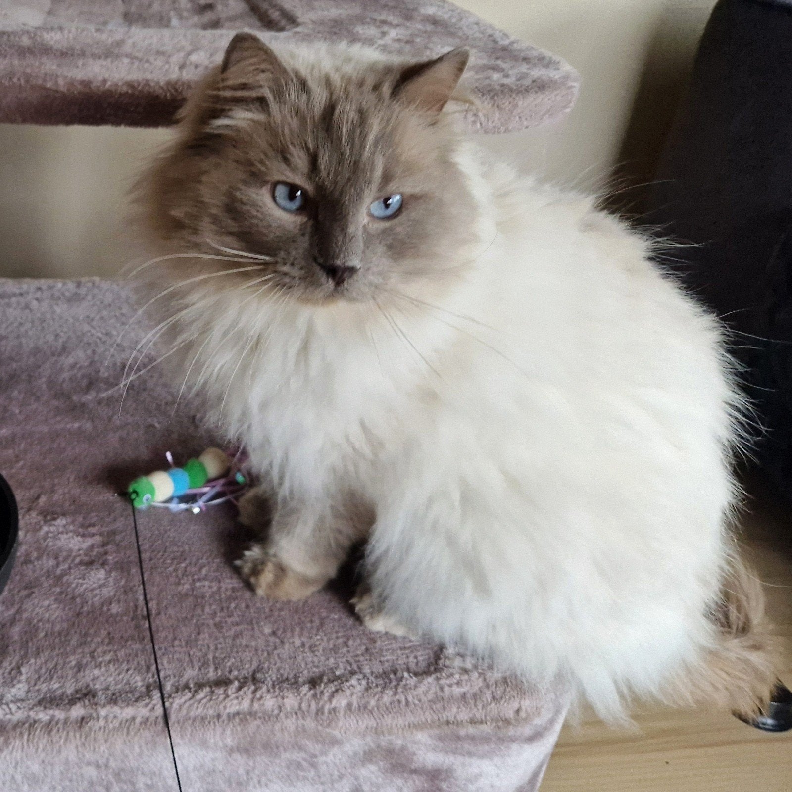 Ragdoll Dizzy zoekt een liefdevolle nieuwe thuis, Animaux & Accessoires, Chat, 3 à 5 ans