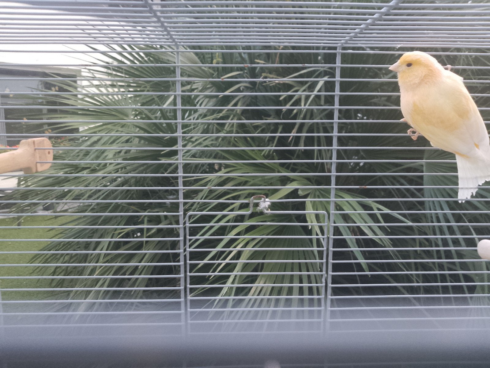 kanarie met kooi, Dieren en Toebehoren, Mannelijk, Kleurkanarie