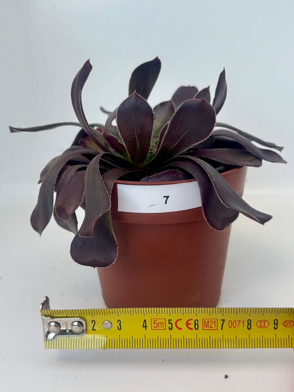Aeonium arboreum Schwarzkopf, Plante succulente, En pot, Plein soleil, Moins de 100 cm