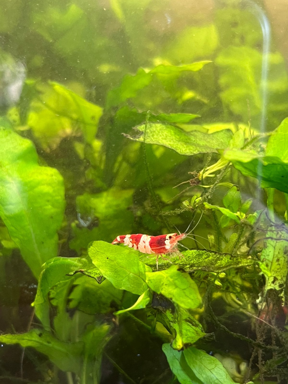 Crystal red garnalen, Homard, Crabe ou Crevette, Poisson d'eau douce, Banc de poissons