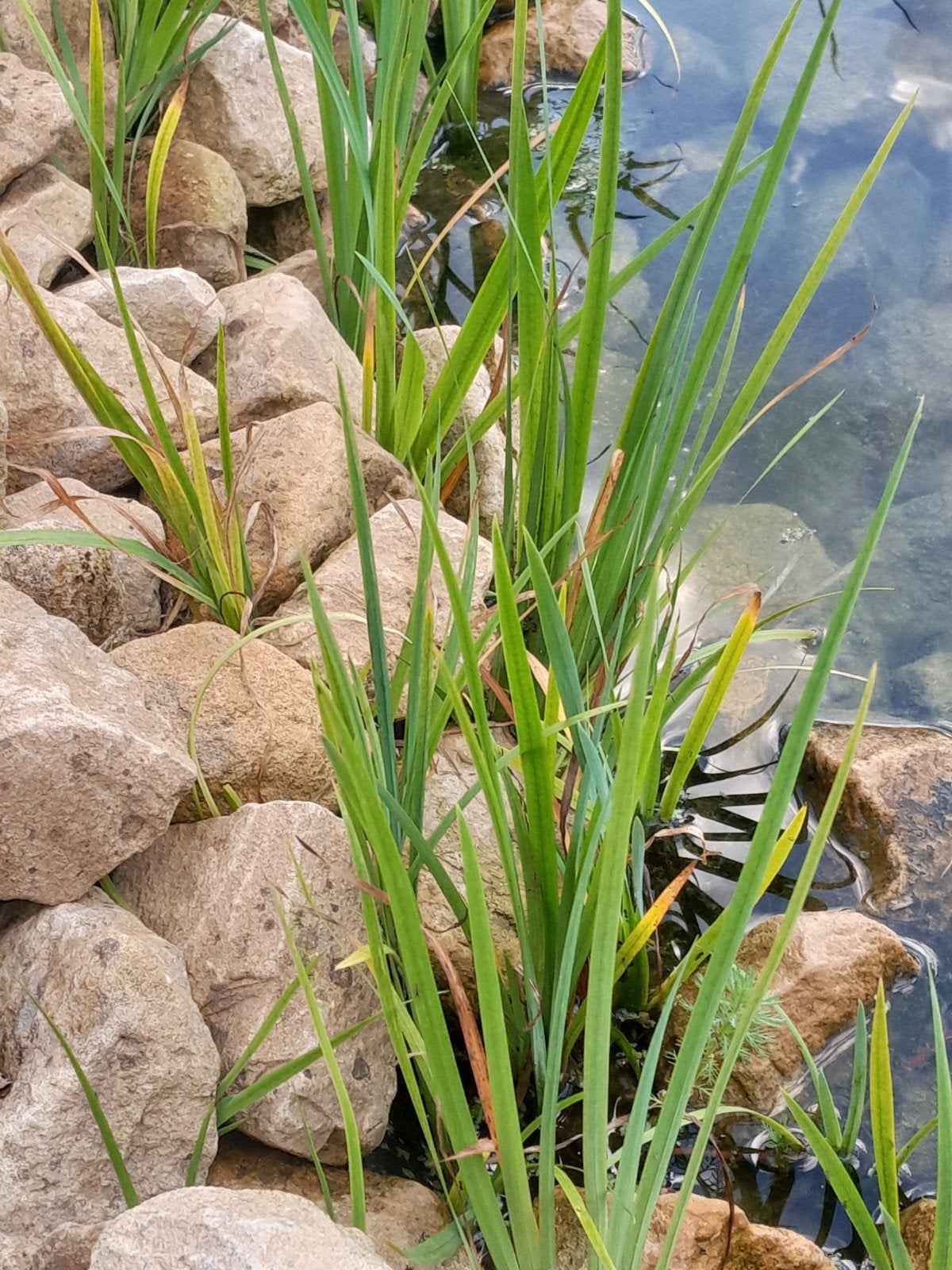 vijverplanten, Tuin en Terras, Ophalen