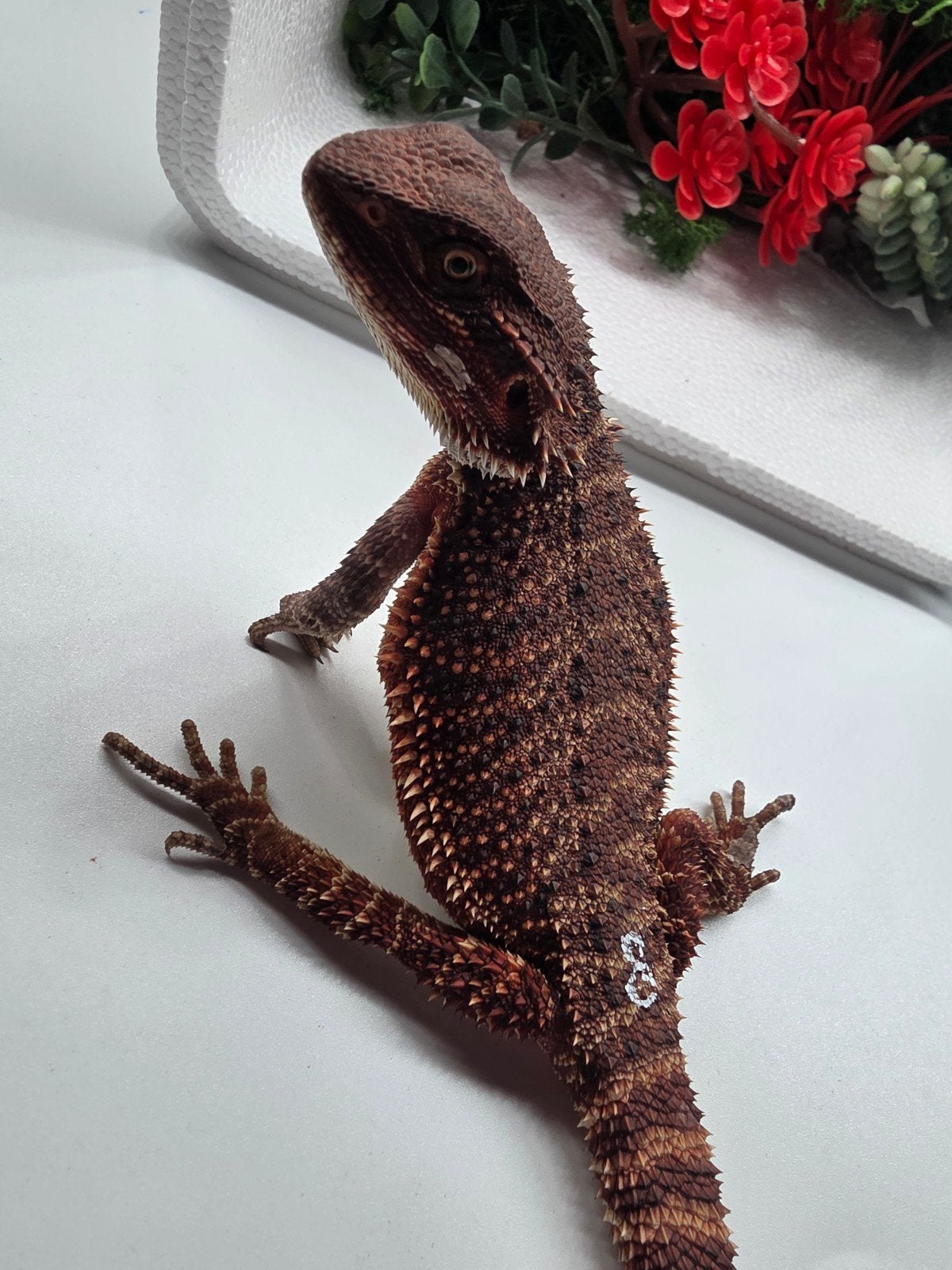 dark red monster, het hypo, vrouw, Dieren en Toebehoren