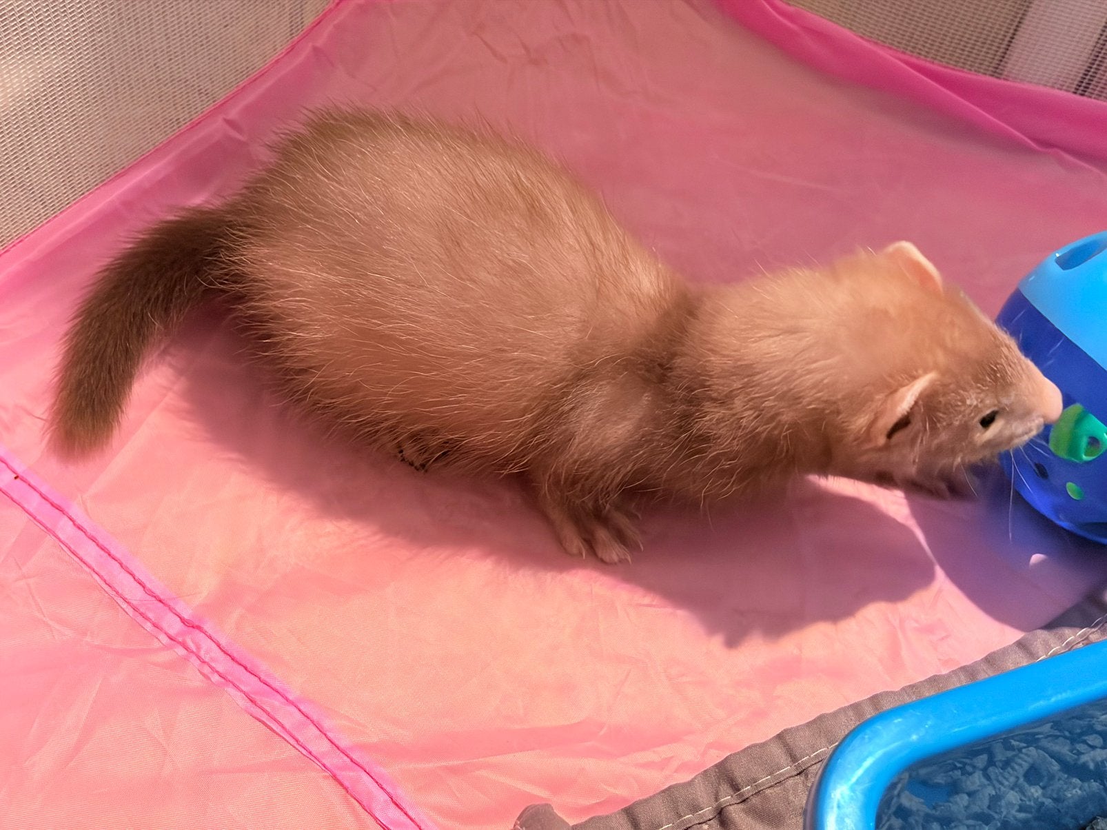 Mooi choco fretten rammetje pup, Juni, Mannelijk