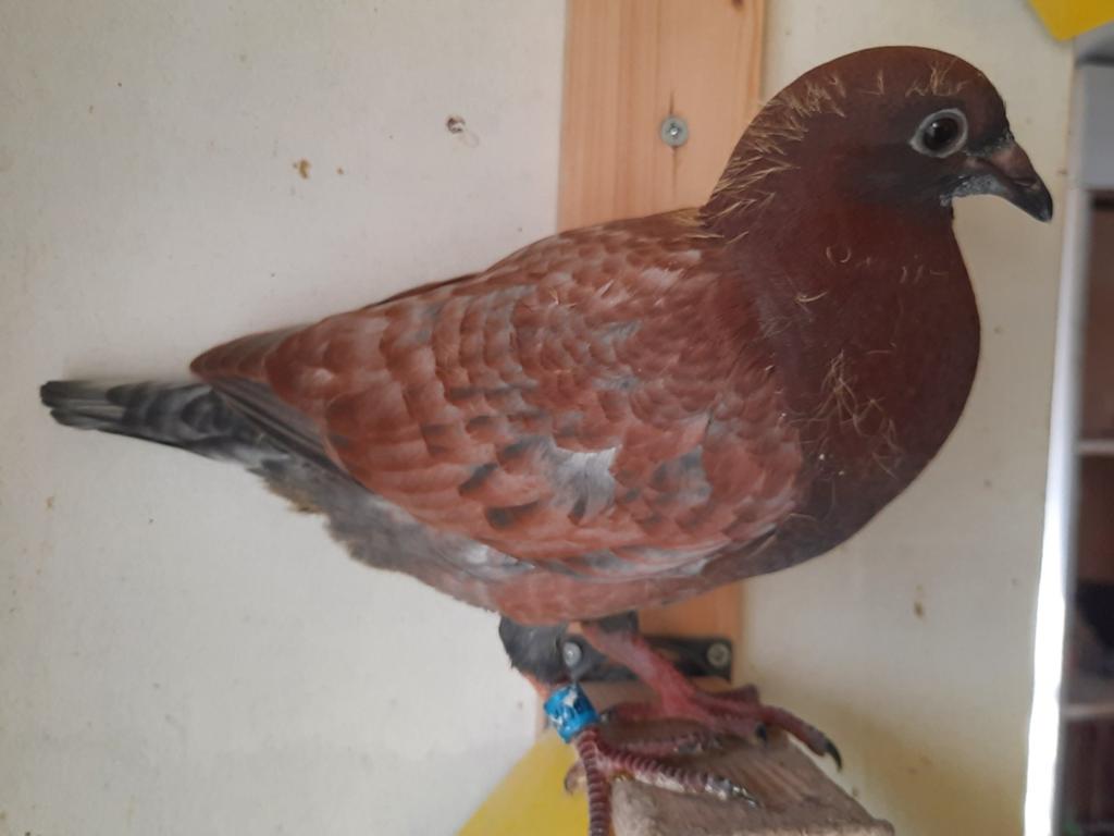 3 jonge duiven., Animaux & Accessoires, Oiseaux | Pigeons, Pigeon voyageur