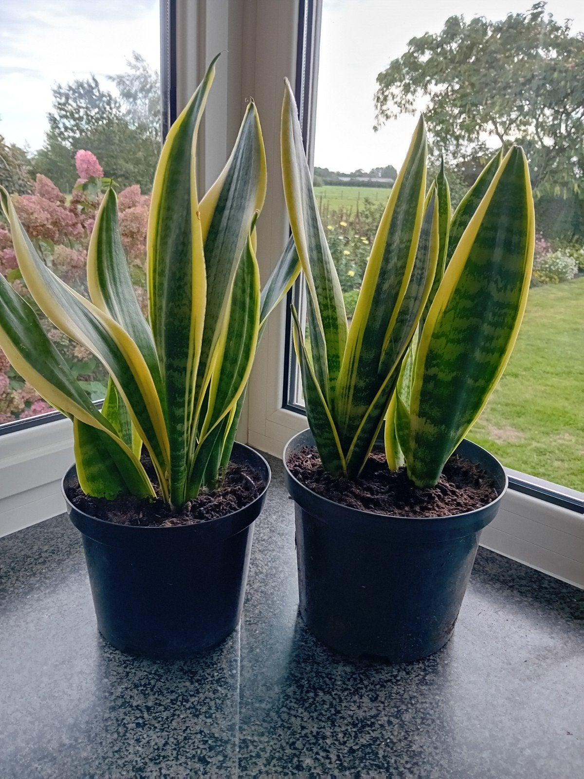 sanseveria, Ophalen, Overige soorten, In pot, Minder dan 100 cm