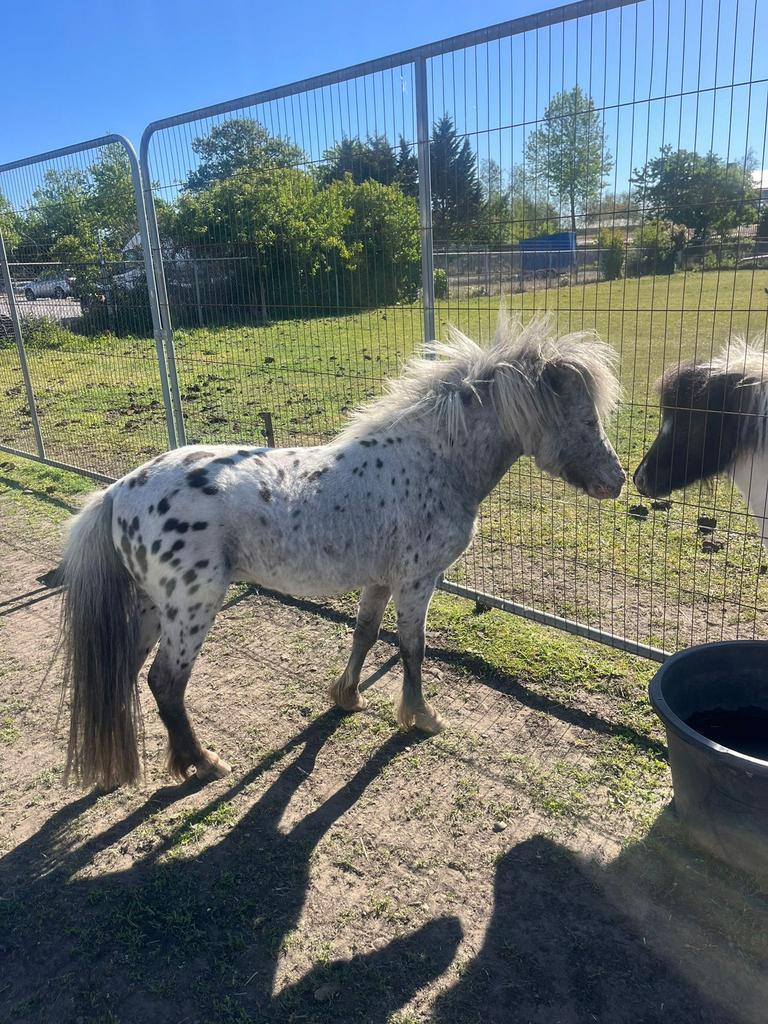 Zwartpanterbonte appaloosa hengst, Dieren en Toebehoren, Hengst