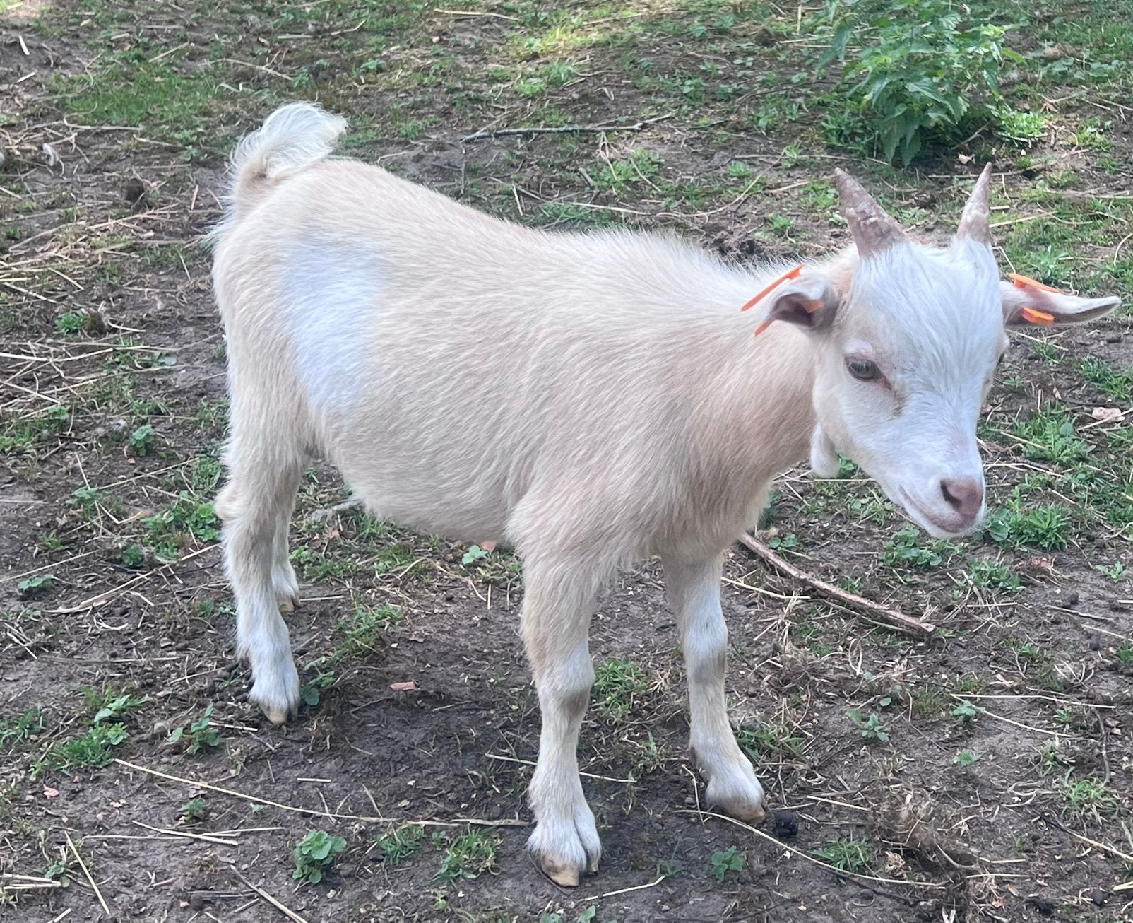 Beige wit dwerggeit bokje, Dieren en Toebehoren, Schapen, Geiten en Varkens, Mannelijk, Geit, 0 tot 2 jaar