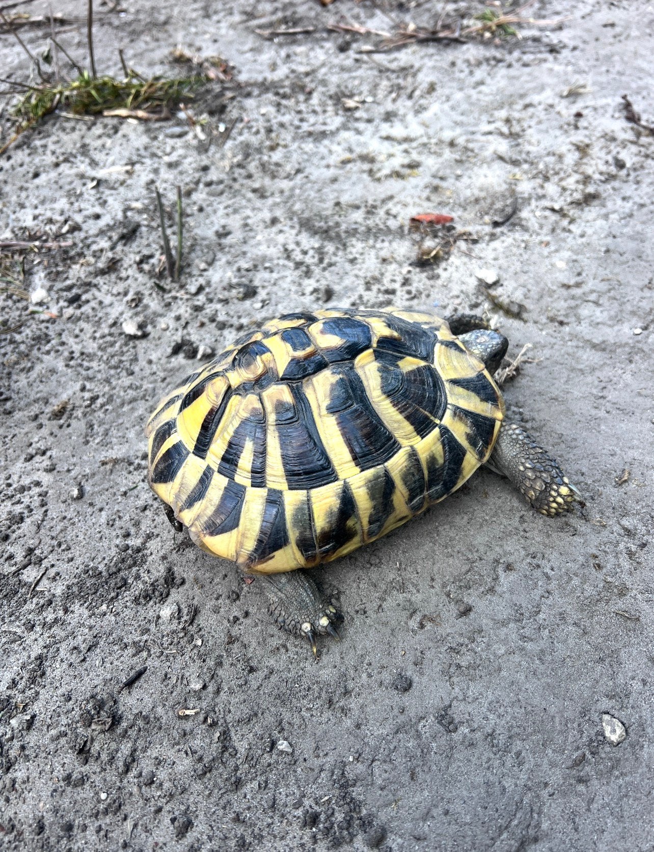 Griekse landschildpad, Dieren en Toebehoren, Schildpad, 3 tot 6 jaar