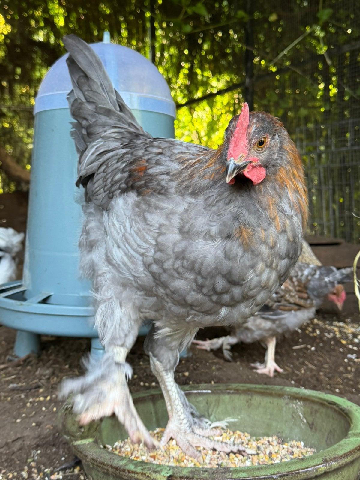 Zuivere Jong blauw koperhals marans haan, Dieren en Toebehoren