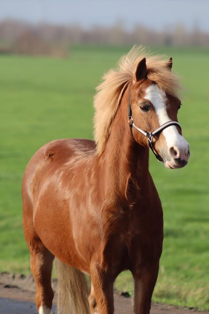 Belle : un poney, Lily, Animaux & Accessoires, Poneys, Jument