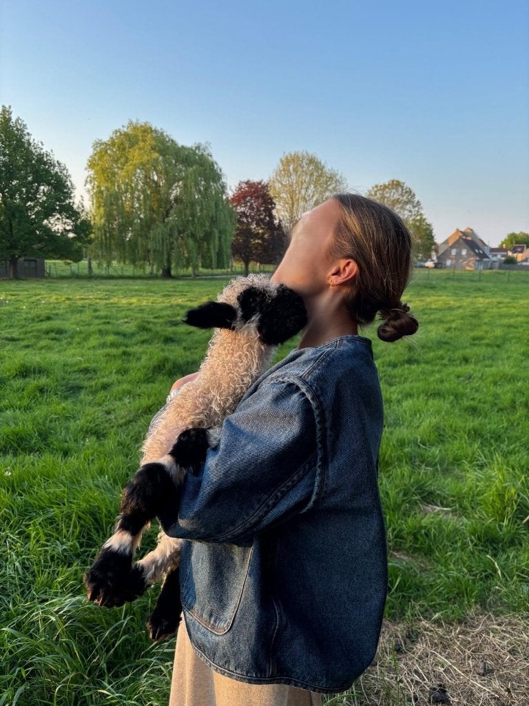 walliser schwarznase ram, Dieren en Toebehoren, Mannelijk, Schaap, 0 tot 2 jaar