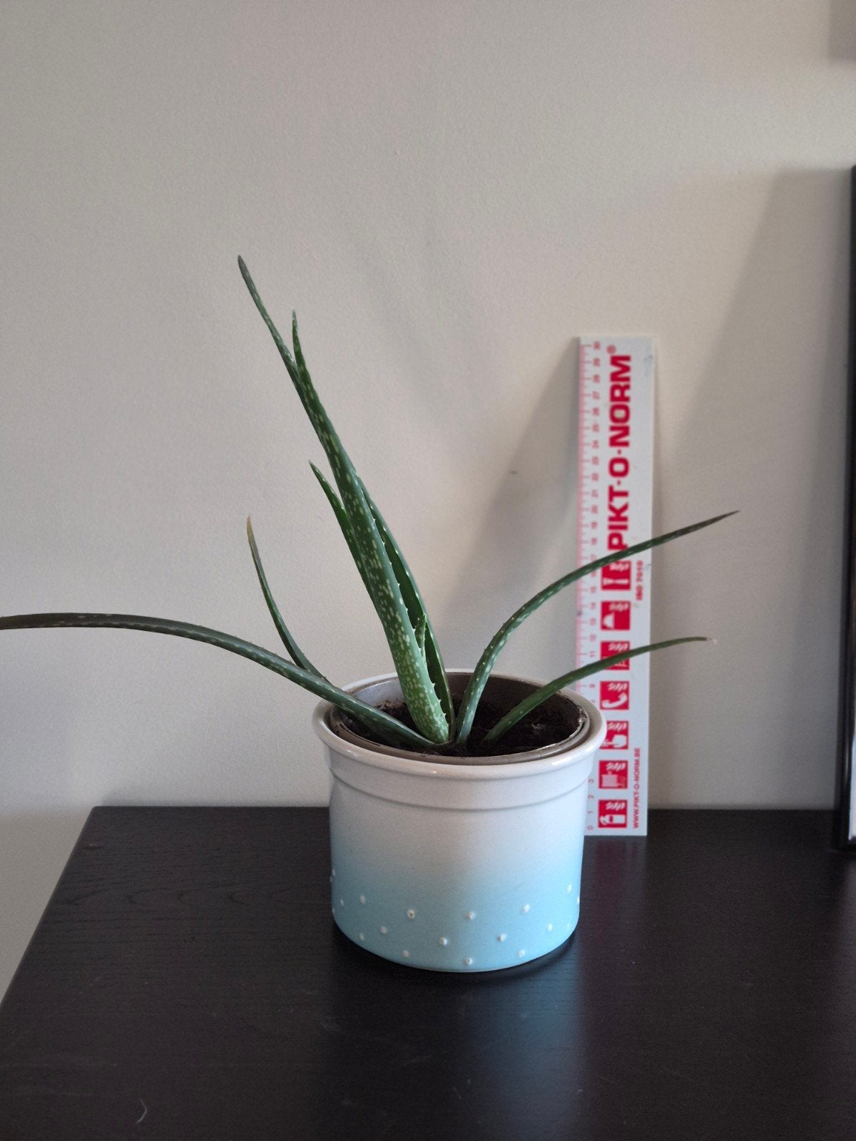 Aloe vera inclusief stenen cachepot, Maison & Meubles, Enlèvement