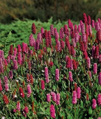 Persicaria affinis 'Kabouter' bodembedekker, Ophalen, Vaste plant, Bodembedekkers, Halfschaduw