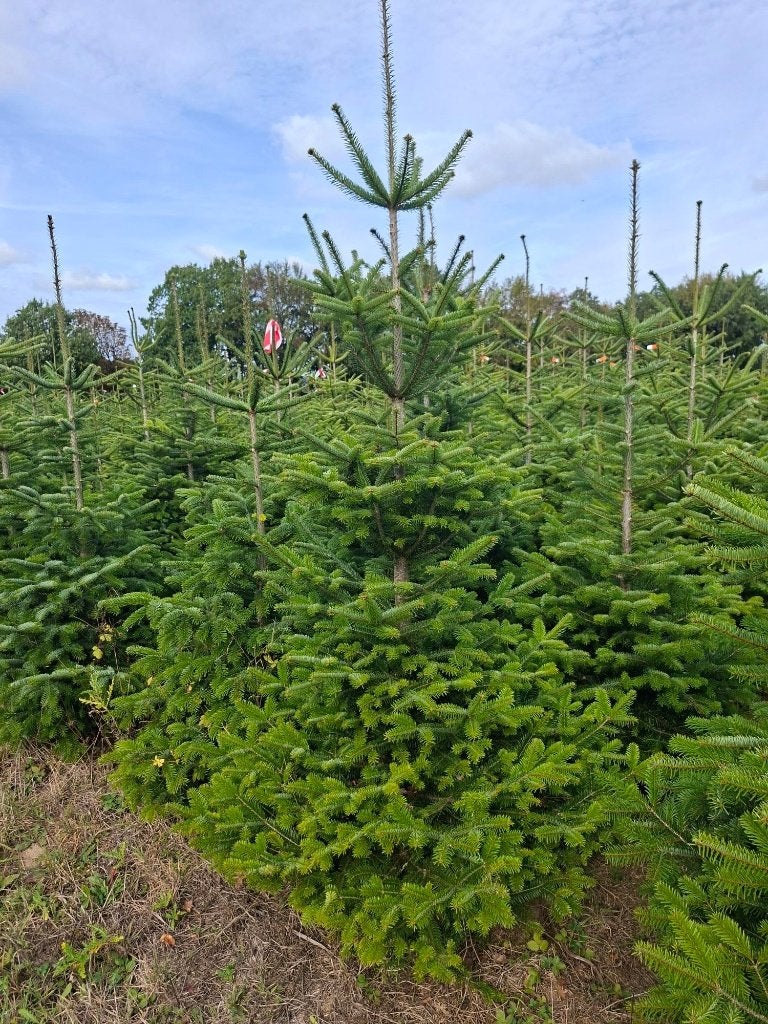 sapin de noel nordmann-épicéas, Jardin & Terrasse, Enlèvement, Neuf, Pépinière