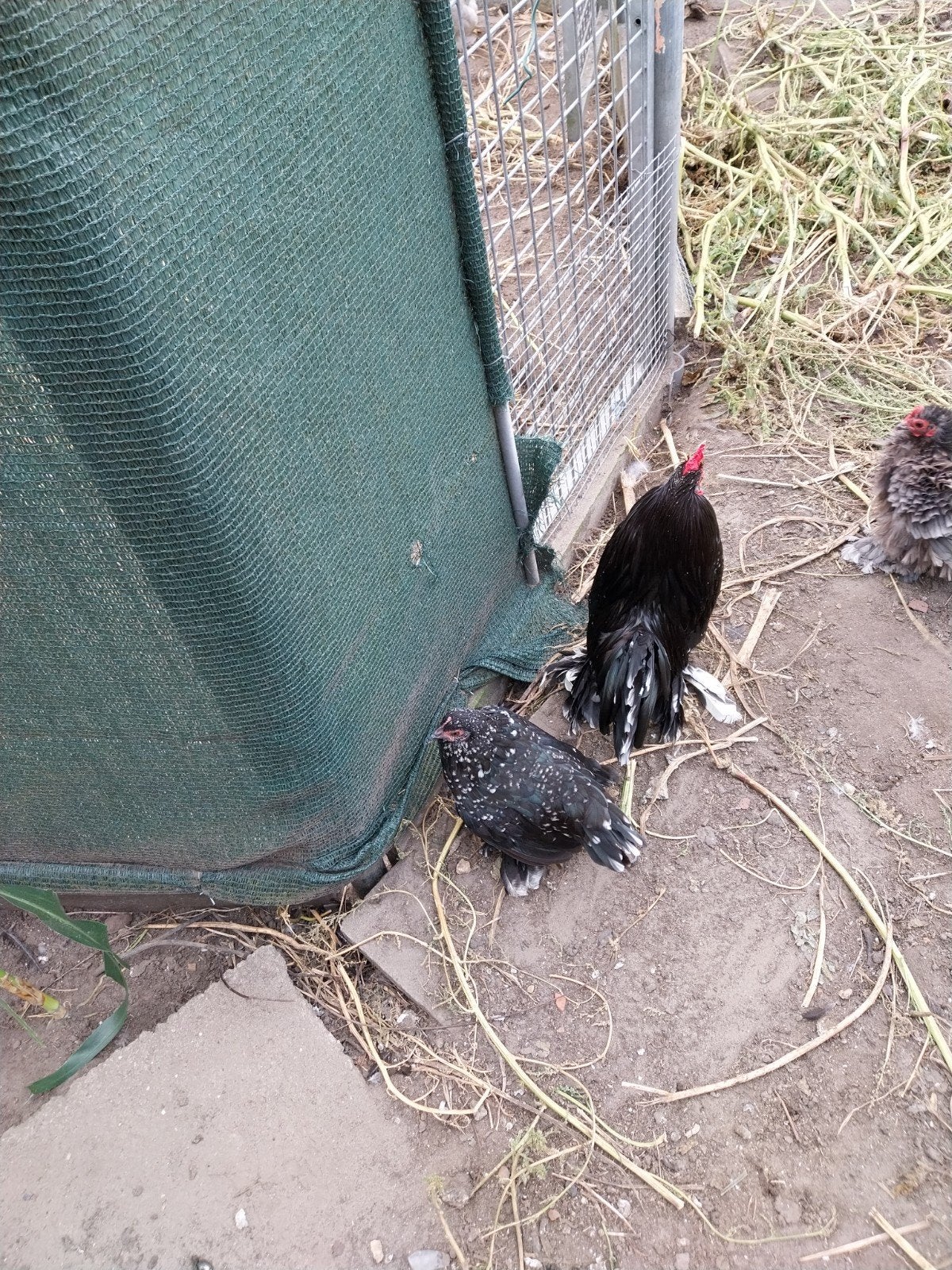 koppel sabelpootkrielen, Dieren en Toebehoren