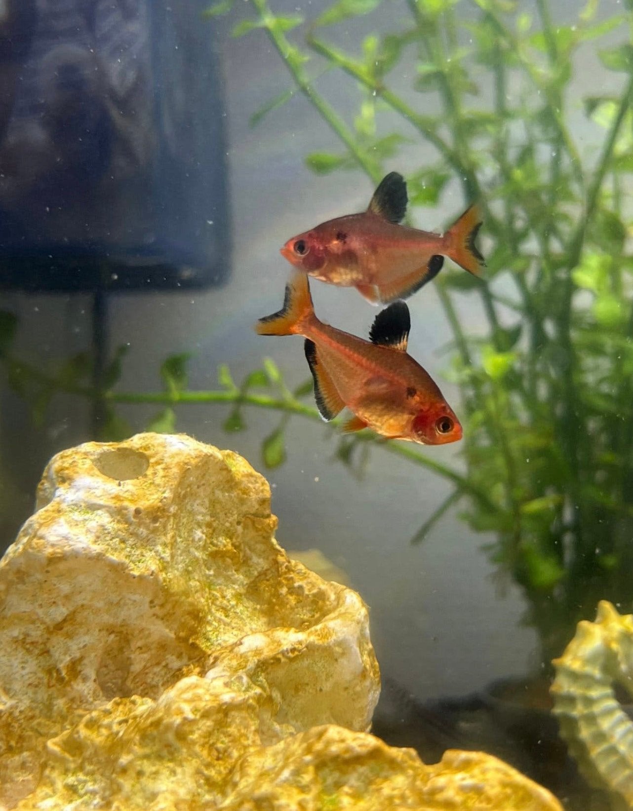 Zalmvisjes (hyphressobrycon callistus serpae), Poisson, Poisson d'eau douce, Banc de poissons