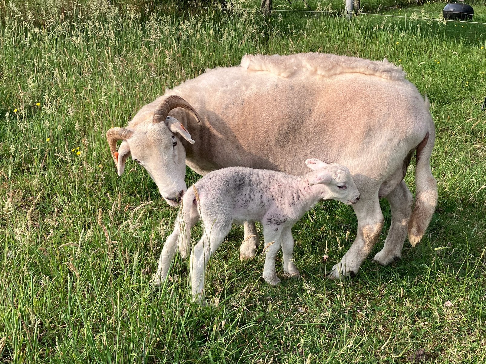 Wiltshire Horn schapen te koop stamboekdieren, Mâle, Mouton