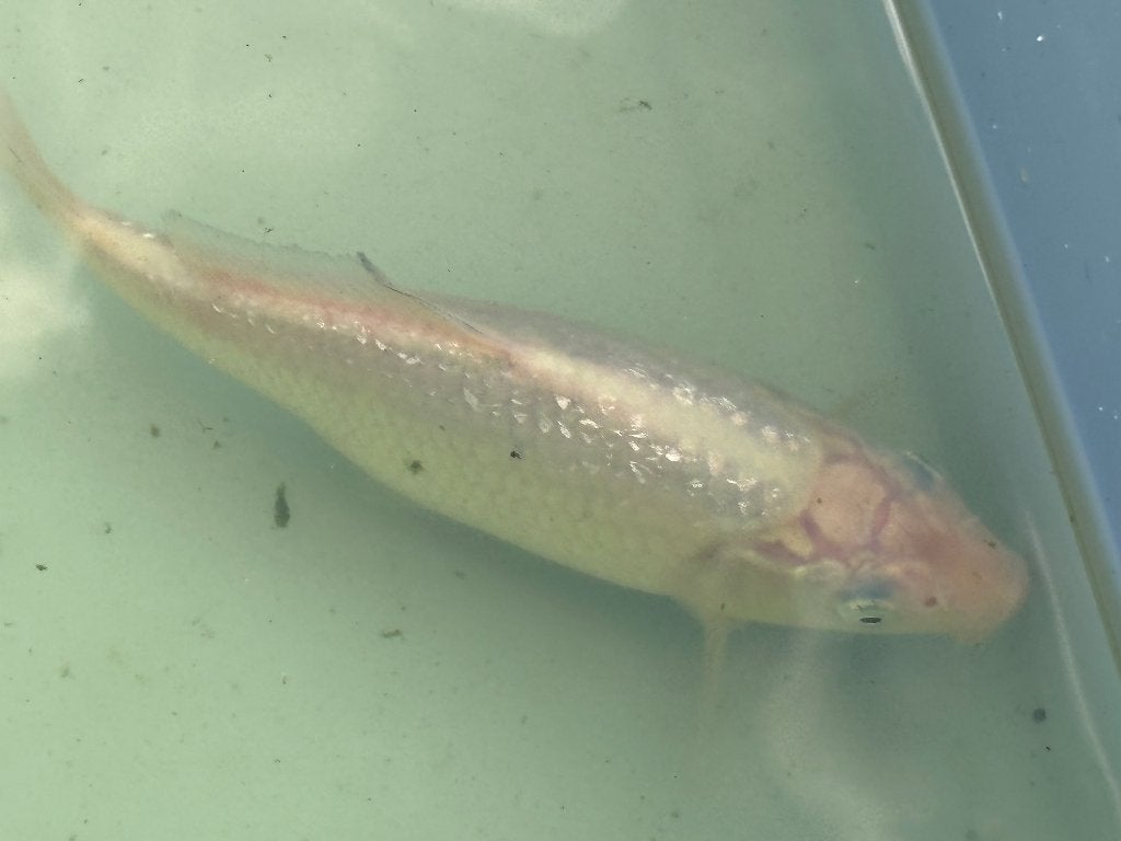 Koi - GinRin Yamabuki - 15cm, Dieren en Toebehoren, Vissen | Vijvervissen, Karper of Koi