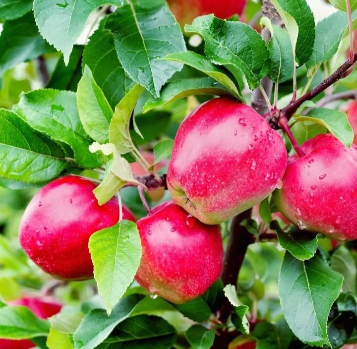 Pommier, Tuin en Terras, Planten | Fruitbomen, Ophalen, Appelboom