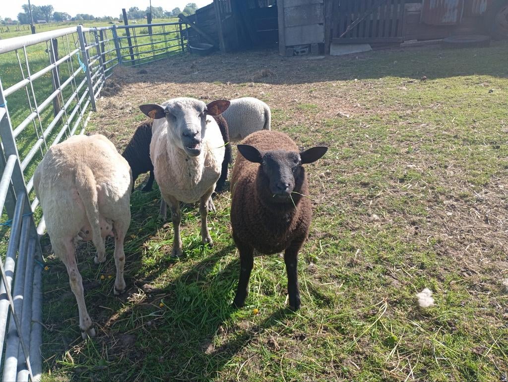 3 Lammers en een ooi te koop, Schaap