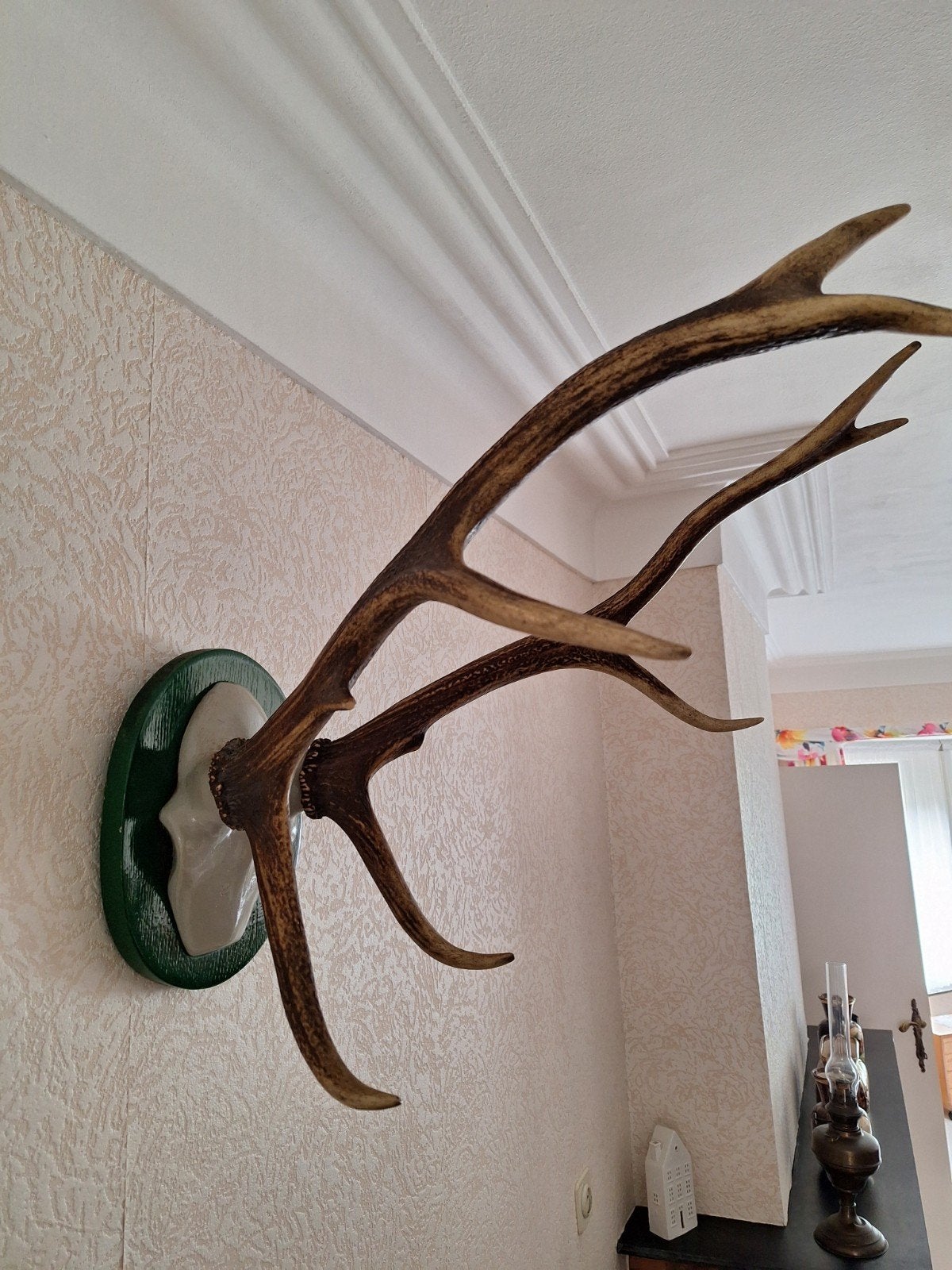 Bois de cerf élaphe (8-ender), Enlèvement, Comme neuf, Cerf, Bois ou Tête