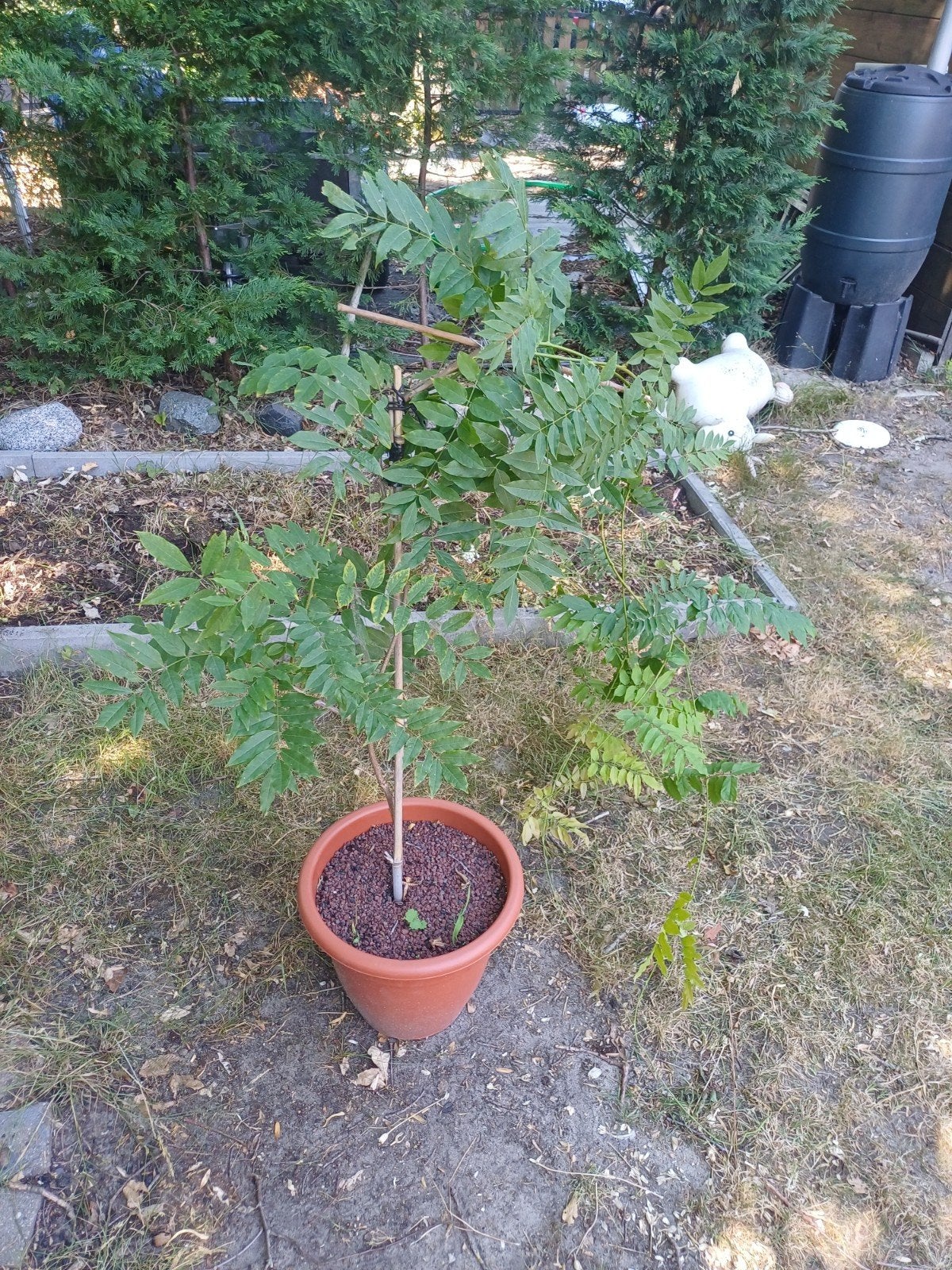 1 blauwe regen, Tuin en Terras, Ophalen