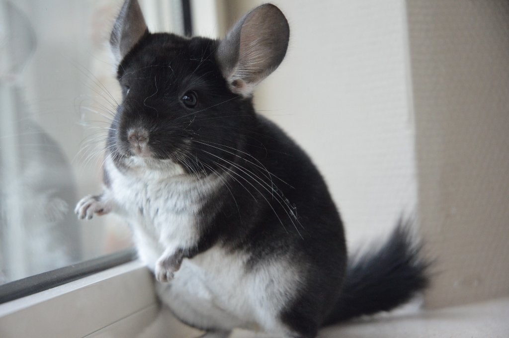 chinchilla black pearl + standaard vrouwtjes, Dieren en Toebehoren, Knaagdieren, Chinchilla, April, Vrouwelijk, Tam
